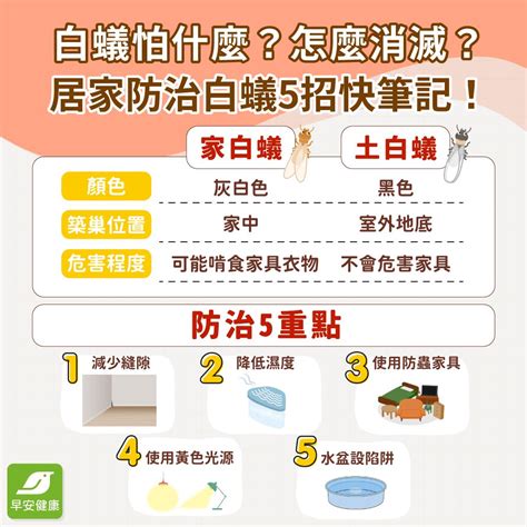 白蟻怕熱嗎|白蟻怕什麼？防治消滅方法整理包：防堵白蟻入侵5點。